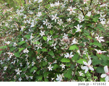 キイチゴの花の群生 4716382