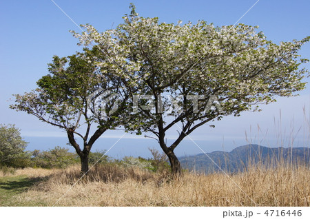 巣雲山の山桜 4716446