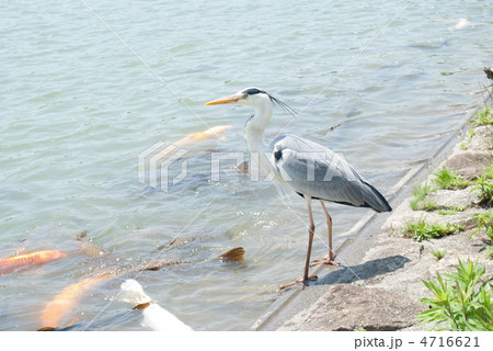 アオサギ アオサギ 4716621