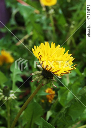 セイヨウタンポポの反り返る萼片と開花・縦位置 4716671