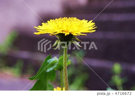 セイヨウタンポポの反り返る萼片と開花・側面横位置 4716672