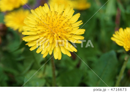繁殖力の強い外来種セイヨウタンポポの開花・横位置 4716673