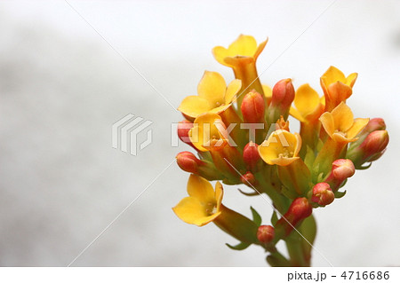 カランコエ 4716686