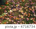 紅葉 4716734