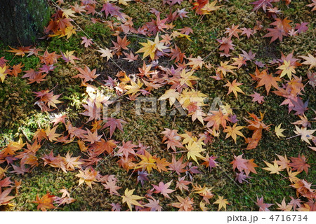 紅葉 紅葉 4716734