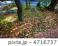 紅葉 4716737