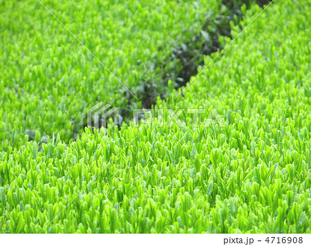 八十八夜の揖斐茶畑 4716908