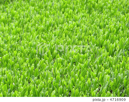 八十八夜の揖斐茶畑 4716909
