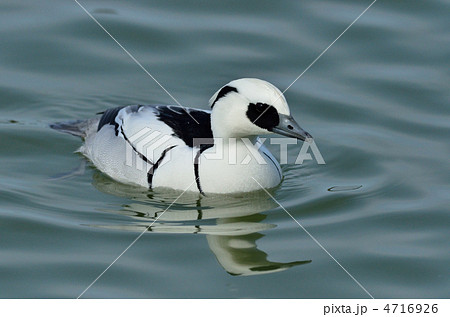 ミコアイサ 4716926