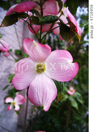 花水木の華やかな総苞(萼片)の中心に咲く可愛い緑の集合花・縦位置 花水木の華やかな総苞(萼片)の中心に咲く可愛い緑の集合花・縦位置 4716956