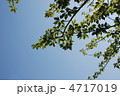 新緑の木々 4717019