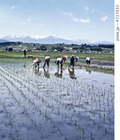 田植え 4717032