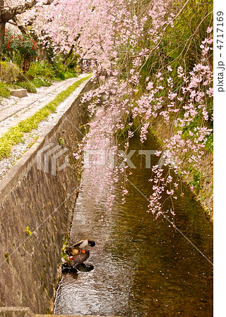 水路とアヒルと枝垂れ桜（哲学の道／京都市左京区） 4717169