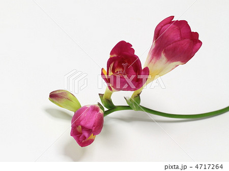 赤紫のフリージア 赤紫のフリージア 4717264