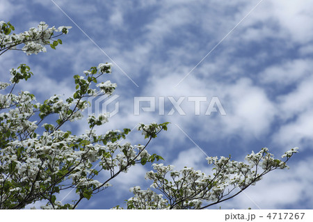 ハナミズキ 4717267