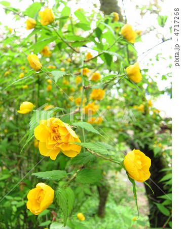 八重山吹 4717268