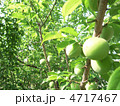 梅 4717467