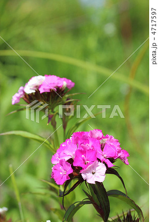 美女撫子 4717597