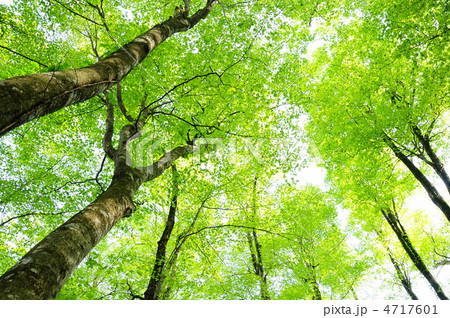 白神山地のブナの原生林 4717601