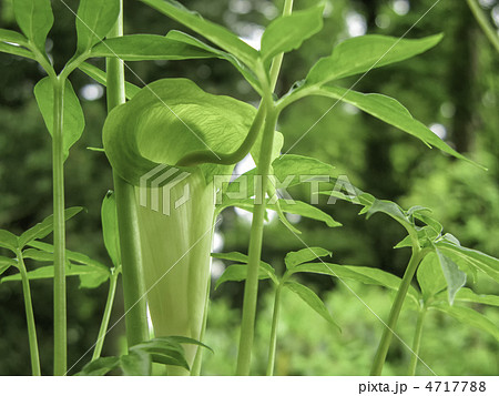 素心浦島草の花(絶滅危惧種)～浦島草のアルビノ種 4717788