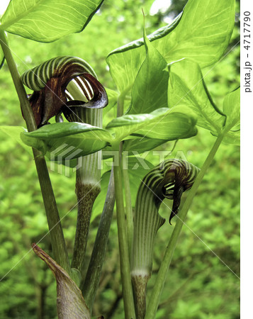 ムサシアブミの花(絶滅危惧種)~縦カット ムサシアブミの花(絶滅危惧種)~縦カット 4717790