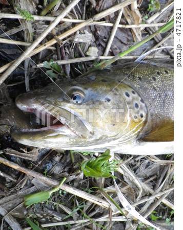 ブラウントラウト　千歳川　2012年5月 4717821