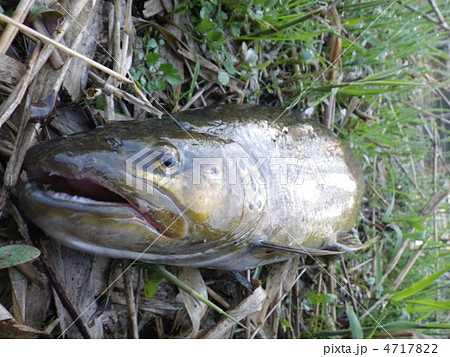 ブラウントラウト　千歳川　2012年5月 4717822