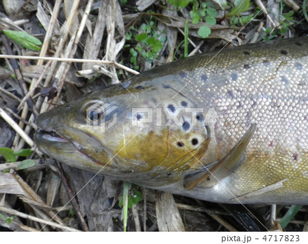 ブラウントラウト　千歳川　2012年5月 4717823