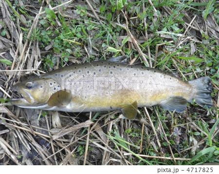 ブラウントラウト　千歳川　2012年5月 4717825