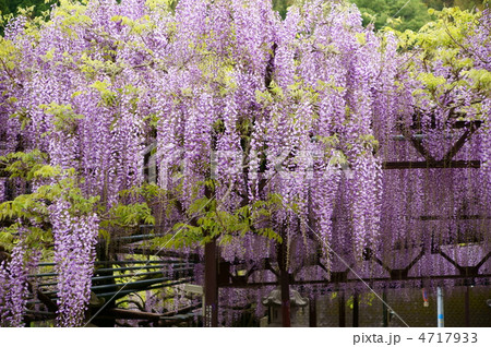 黒木の大藤 国指定天然記念物 黒木の大藤 国指定天然記念物 4717933