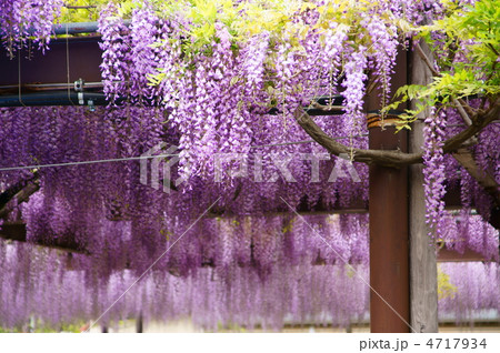 黒木の大藤　国指定天然記念物 4717934