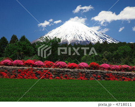 ツツジ咲く富士山 4718011