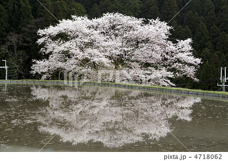 奈良 諸木野 牛つなぎの桜 奈良 諸木野 牛つなぎの桜 4718062
