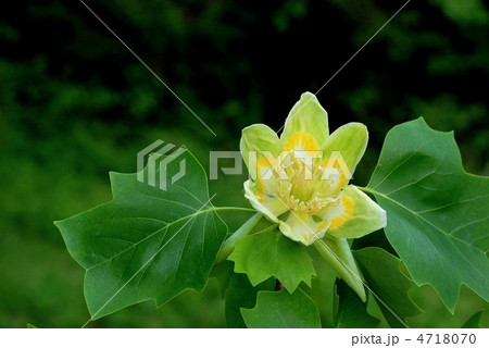 ユリノキ 4718070