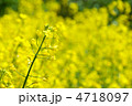 菜の花 菜の花 4718097