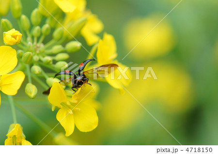 飛翔_　菜の花とアブ 4718150