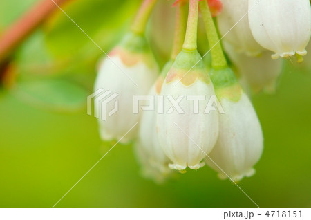 ブルーベリーの花 4718151