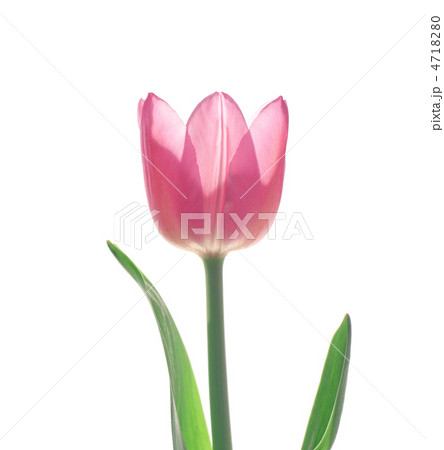 チューリップ 4718280