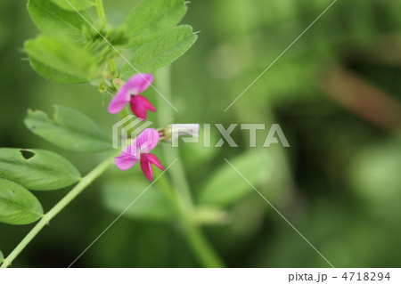 菜園の周り 菜園の周り 4718294