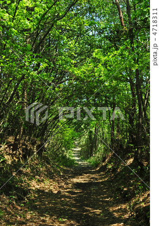 緑のトンネル 4718311