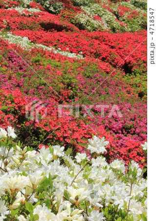 つつじ満開 4718547
