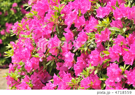 大紫つつじ 4718559