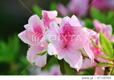 平戸つつじ 平戸つつじ 4718560