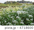 蕎麦の花 4718600