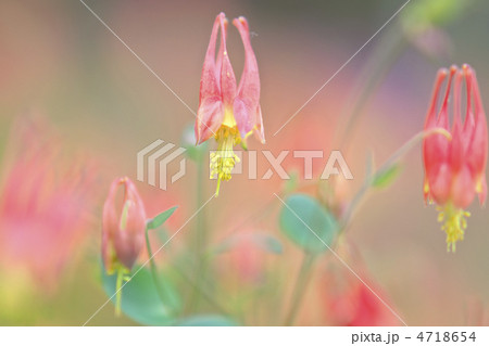 カナダオダマキ 4718654