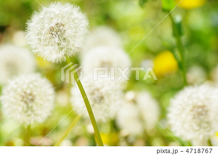タンポポ 4718767