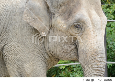 アジアゾウ 4718860
