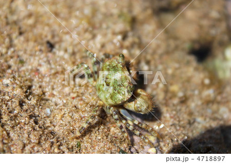 カニ カニ 4718897