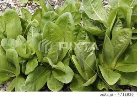 チコリ 野菜 チコリ 野菜 4718936