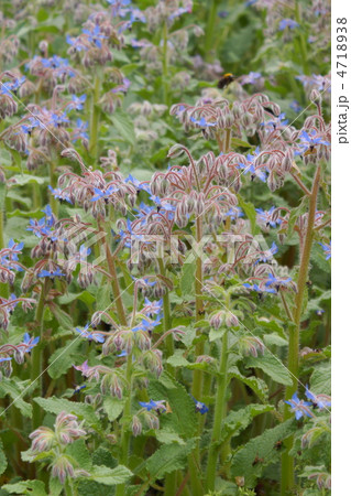 ボリジ 花 畑 ボリジ 花 畑 4718938